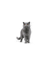 Royal Canin British Shorthair Yetişkin Kedi Maması 2 Kg