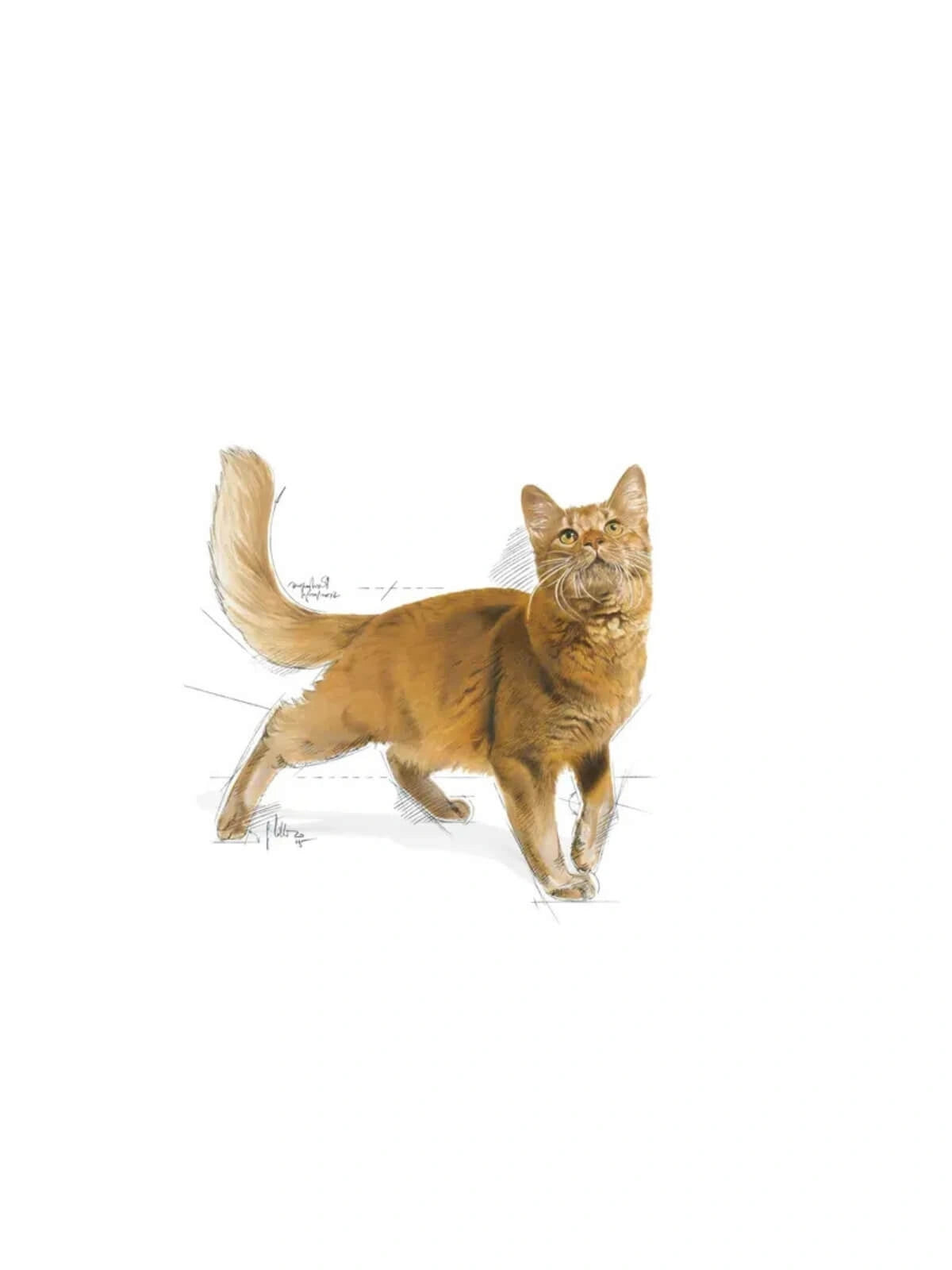 Royal Canin Fit 32 Yetişkin Kedi Maması 15 Kg